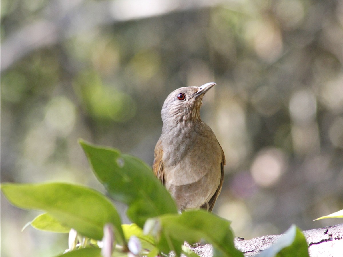 Pale-breasted Thrush - ML641802623
