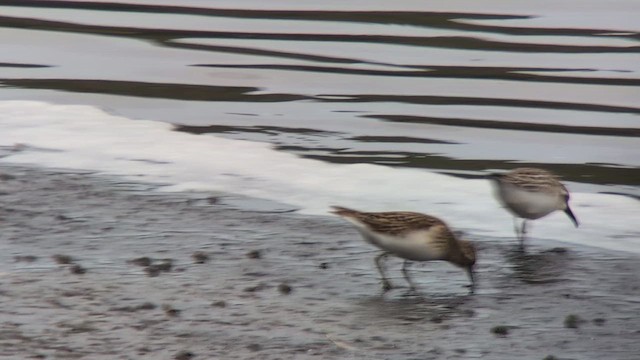 Semipalmated Sandpiper - ML641802633