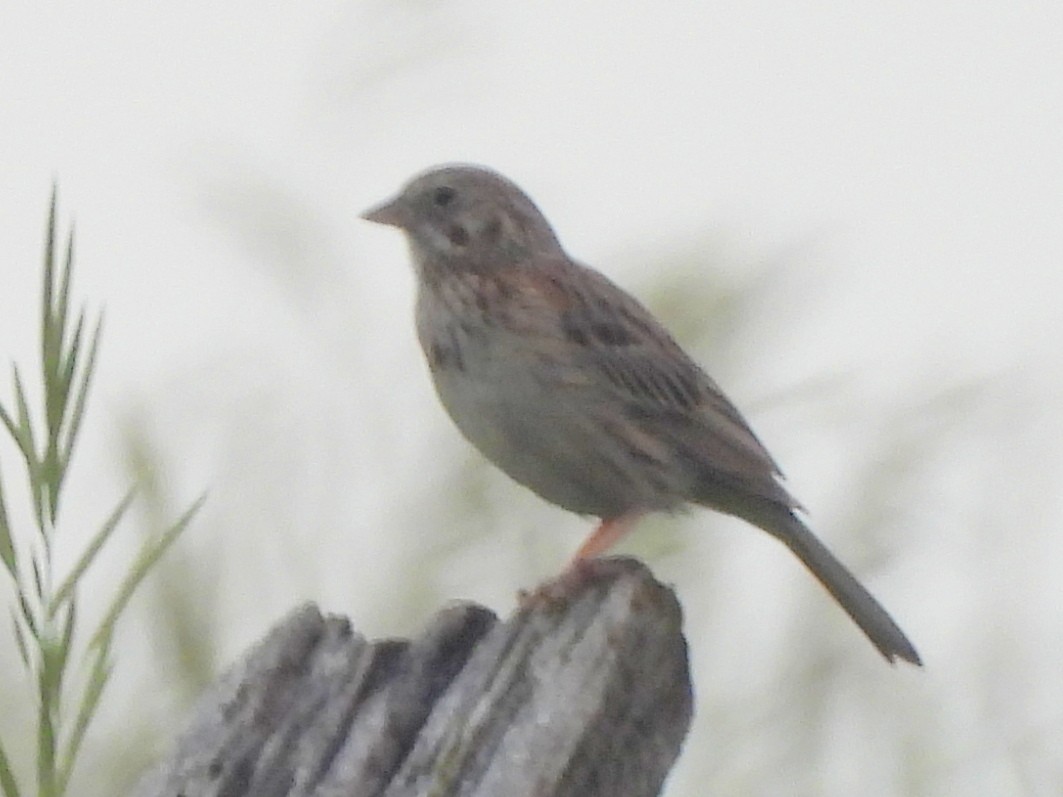 Baird's Sparrow - ML641802657