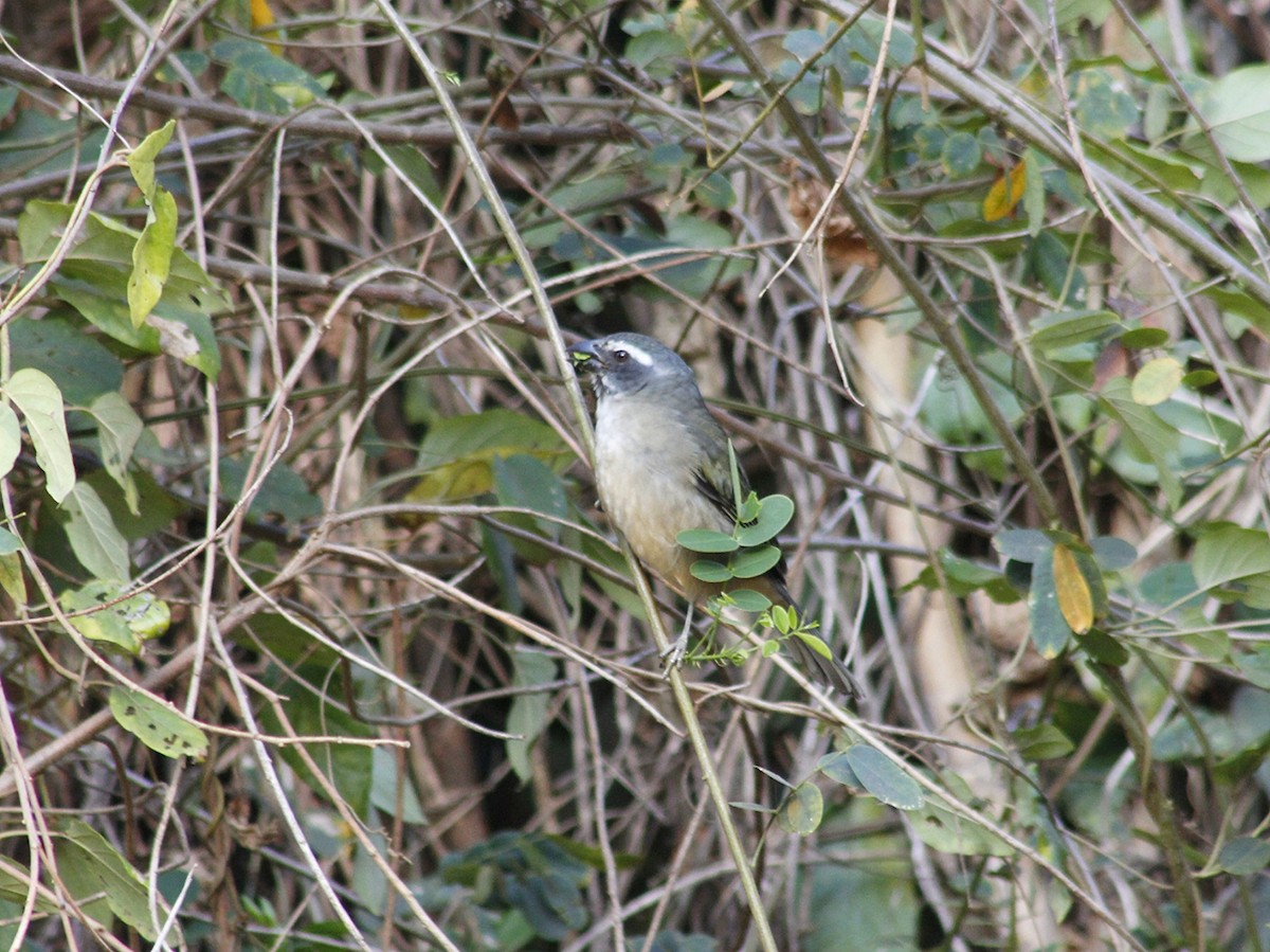 Green-winged Saltator - ML641802687