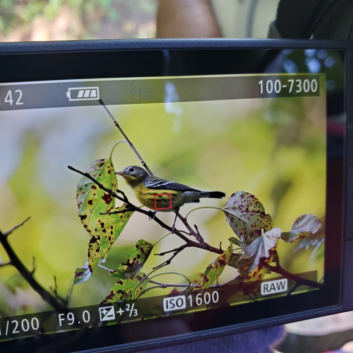 Magnolia Warbler - ML641802731