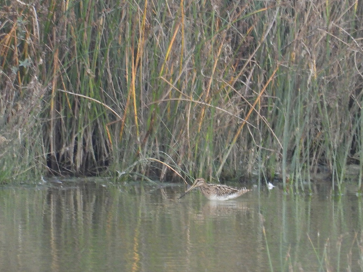 Common Snipe - ML641802733