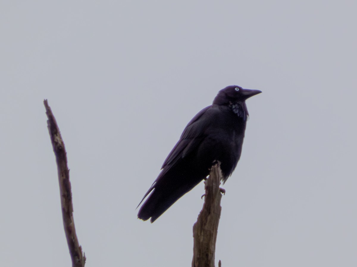 Australian Raven - ML641802745