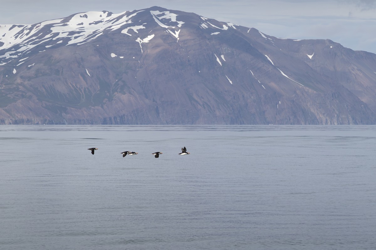 Atlantic Puffin - ML641802752