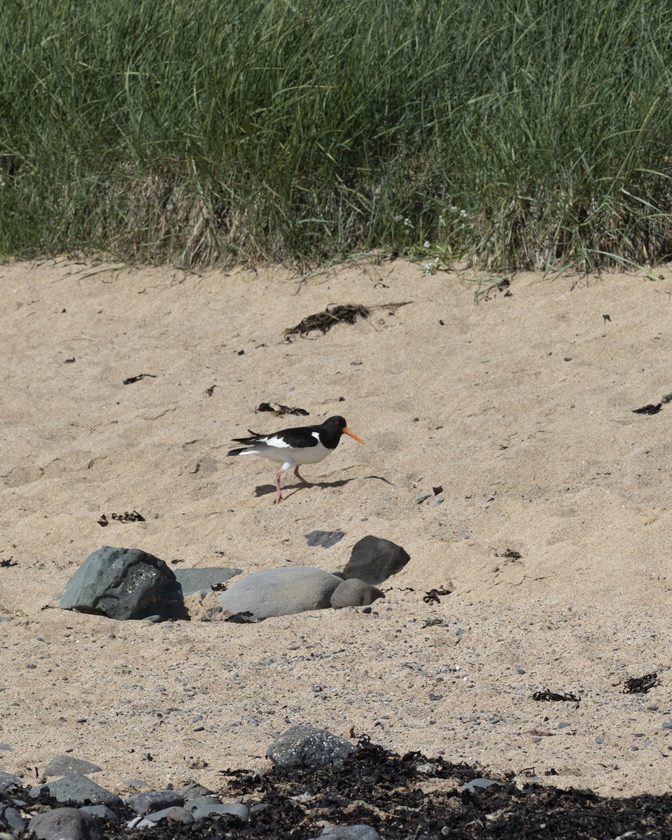 Eurasian Oystercatcher - ML641802756