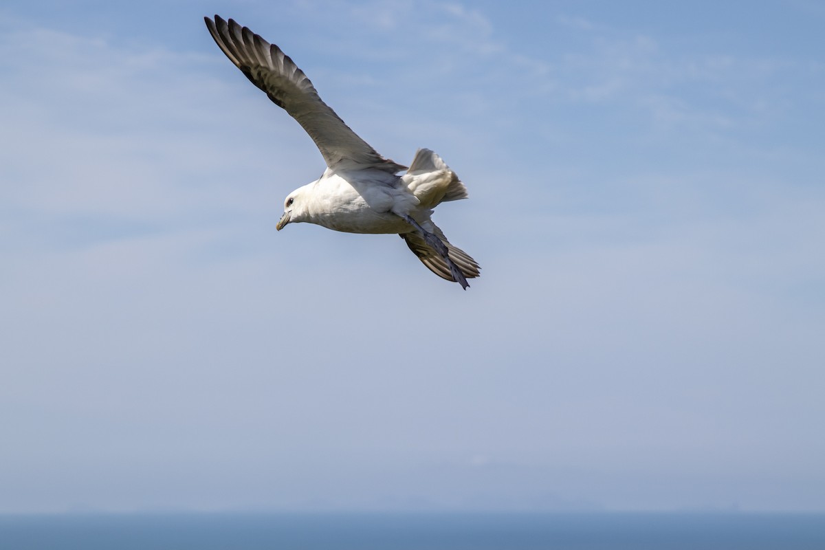 Northern Fulmar - ML641802758