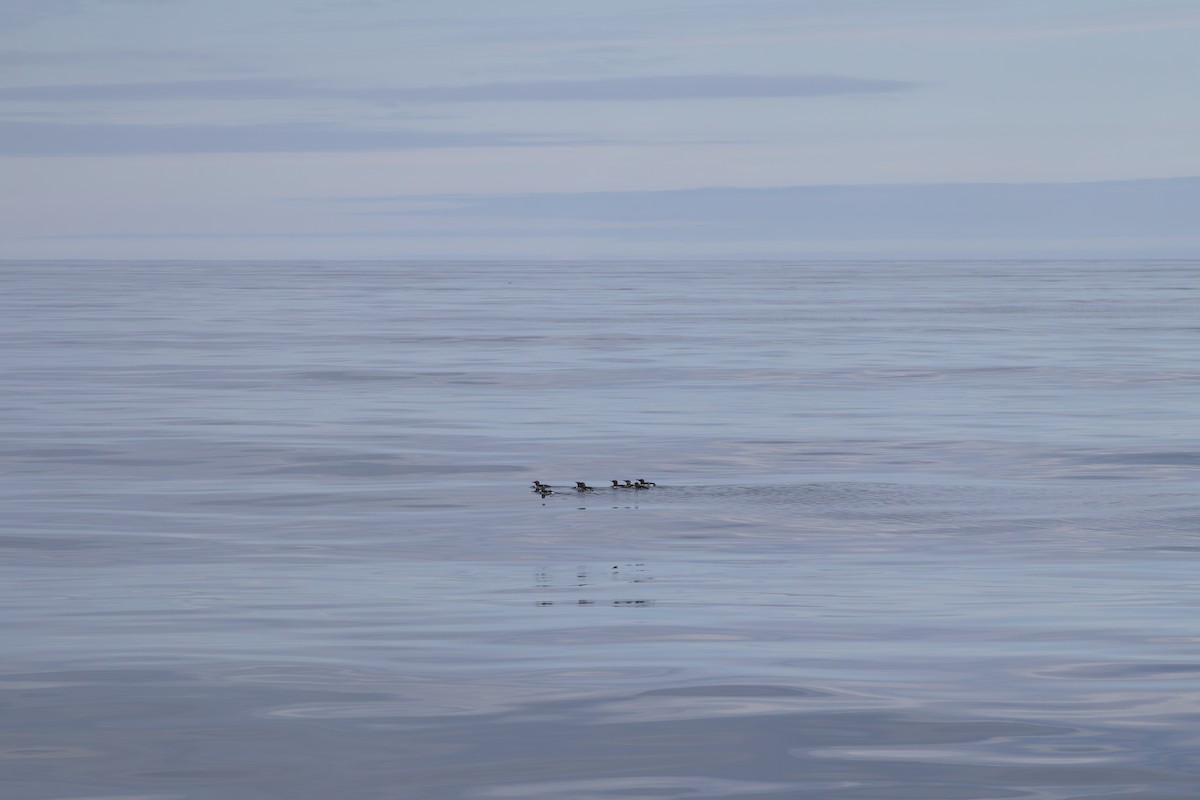 Common Murre - ML641802789