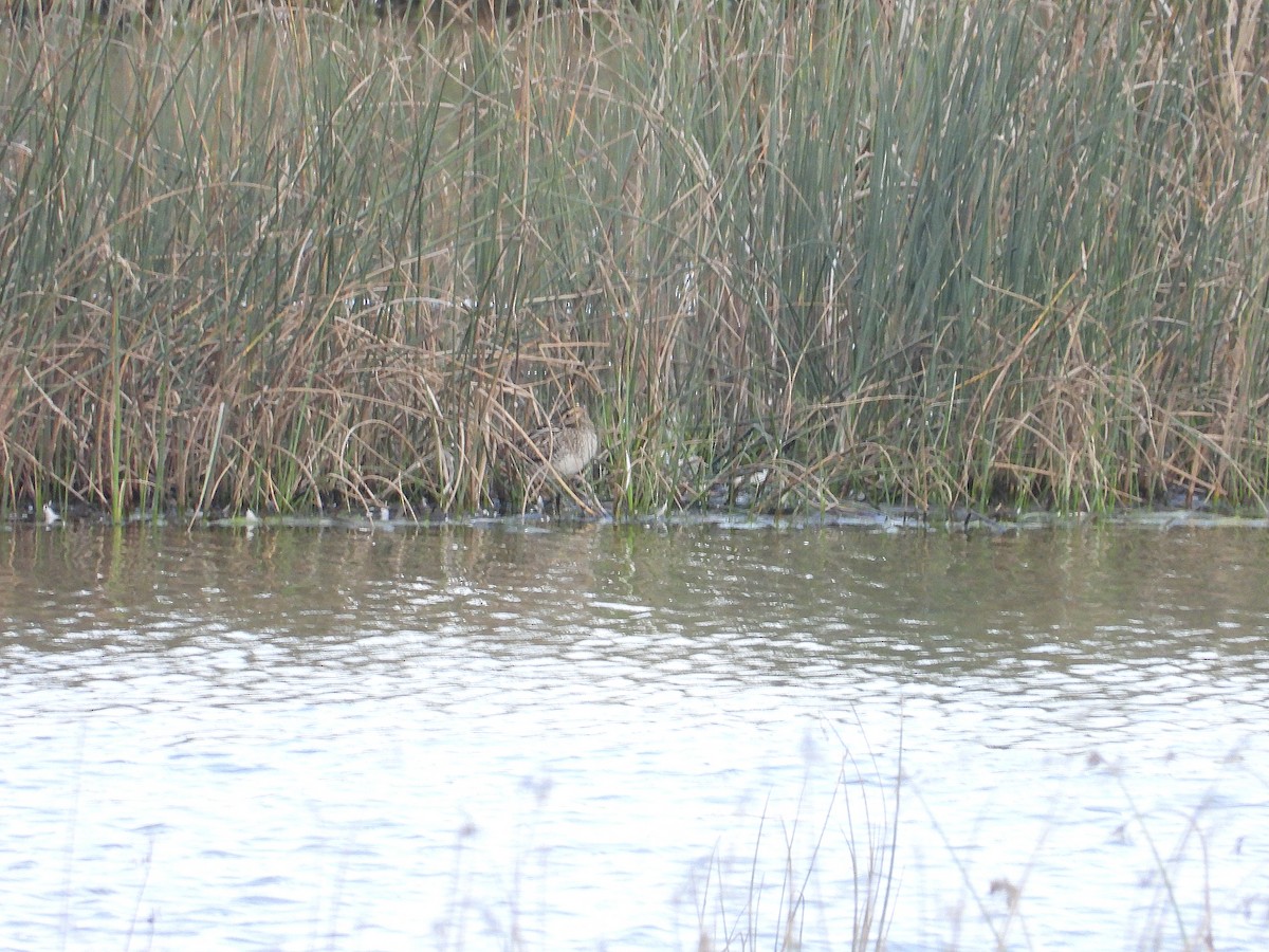 Common Snipe - ML641802792
