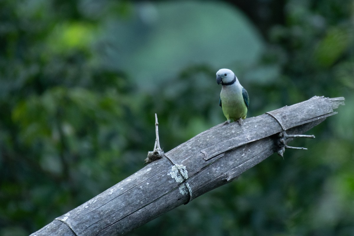 Malabar Parakeet - ML641802799