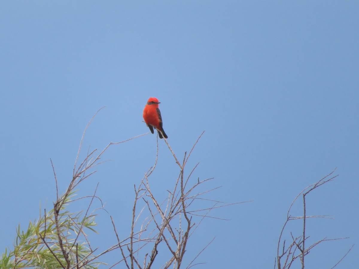 Vermilion Flycatcher - ML641802824