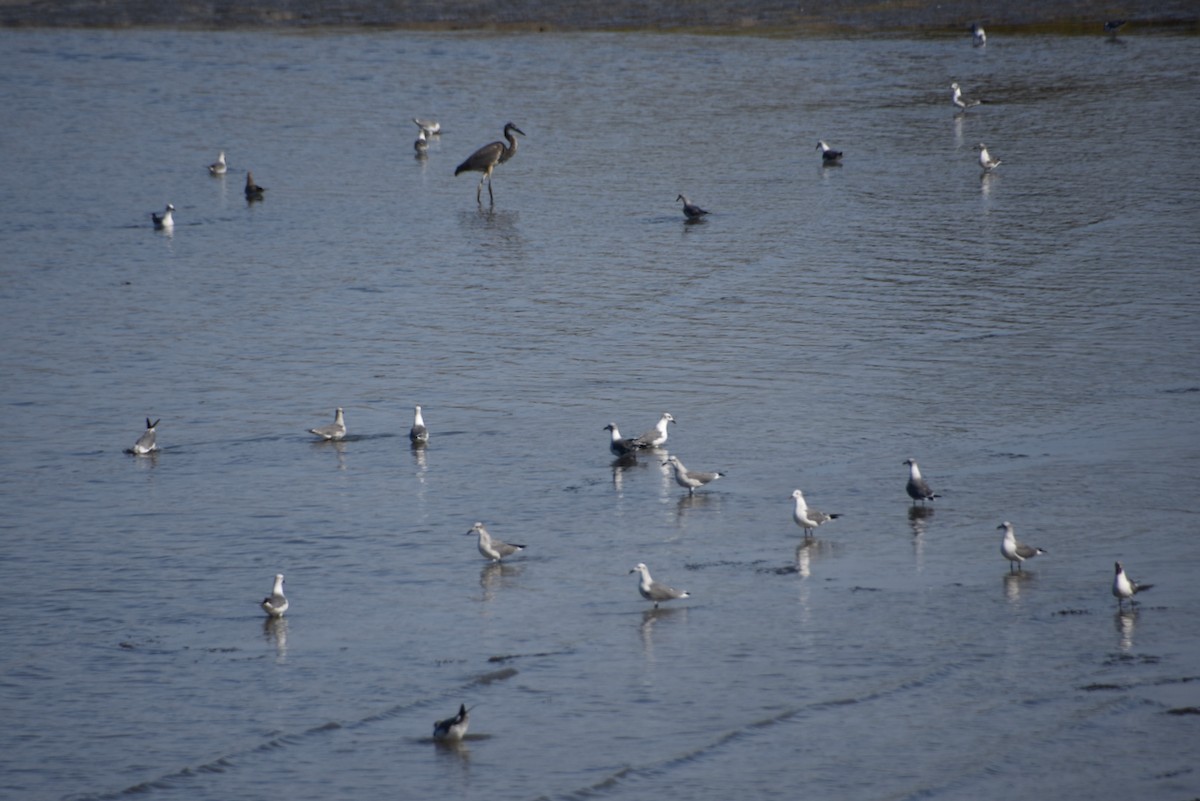 Laughing Gull - ML641802825