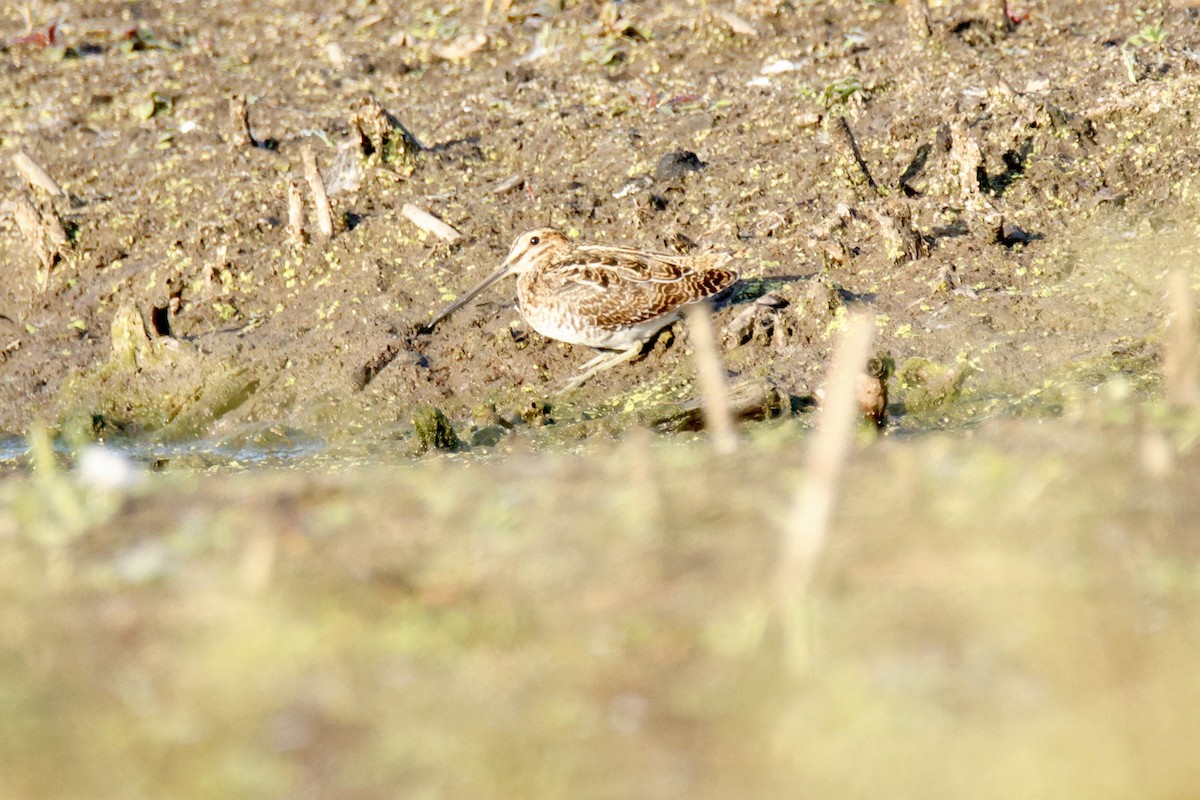 bekasina severoamerická - ML641802831