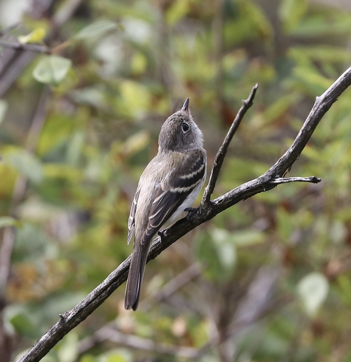 tyranovec malinký - ML641802851