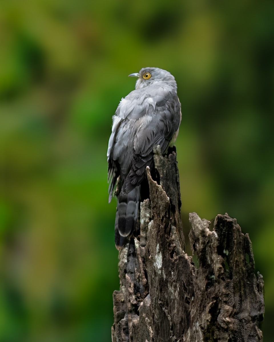 Common Hawk-Cuckoo - ML641802867