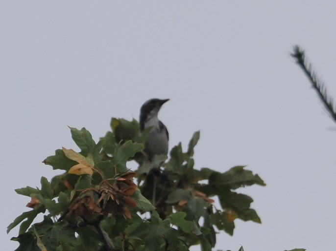 California Scrub-Jay - ML641802872