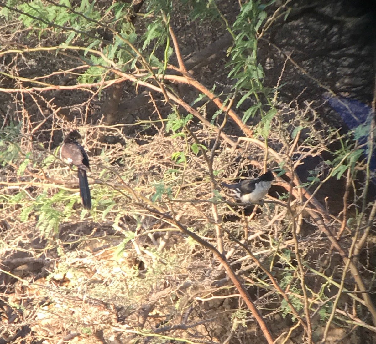 Pied Cuckoo - ML641802912