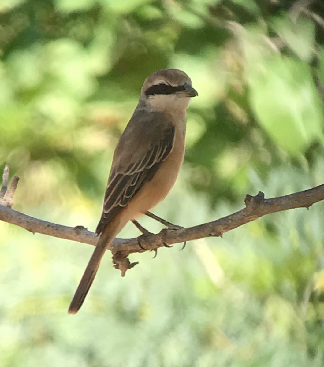 Red-tailed Shrike - ML641802915