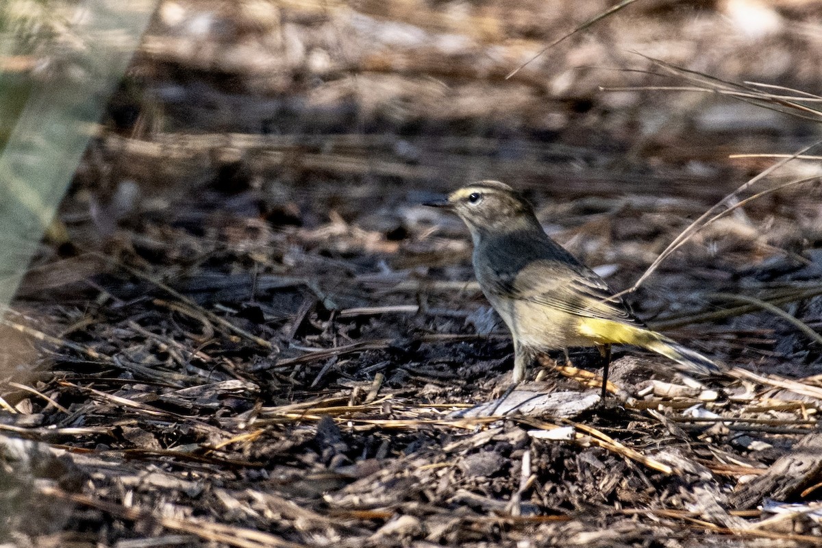 Palm Warbler - ML641802924
