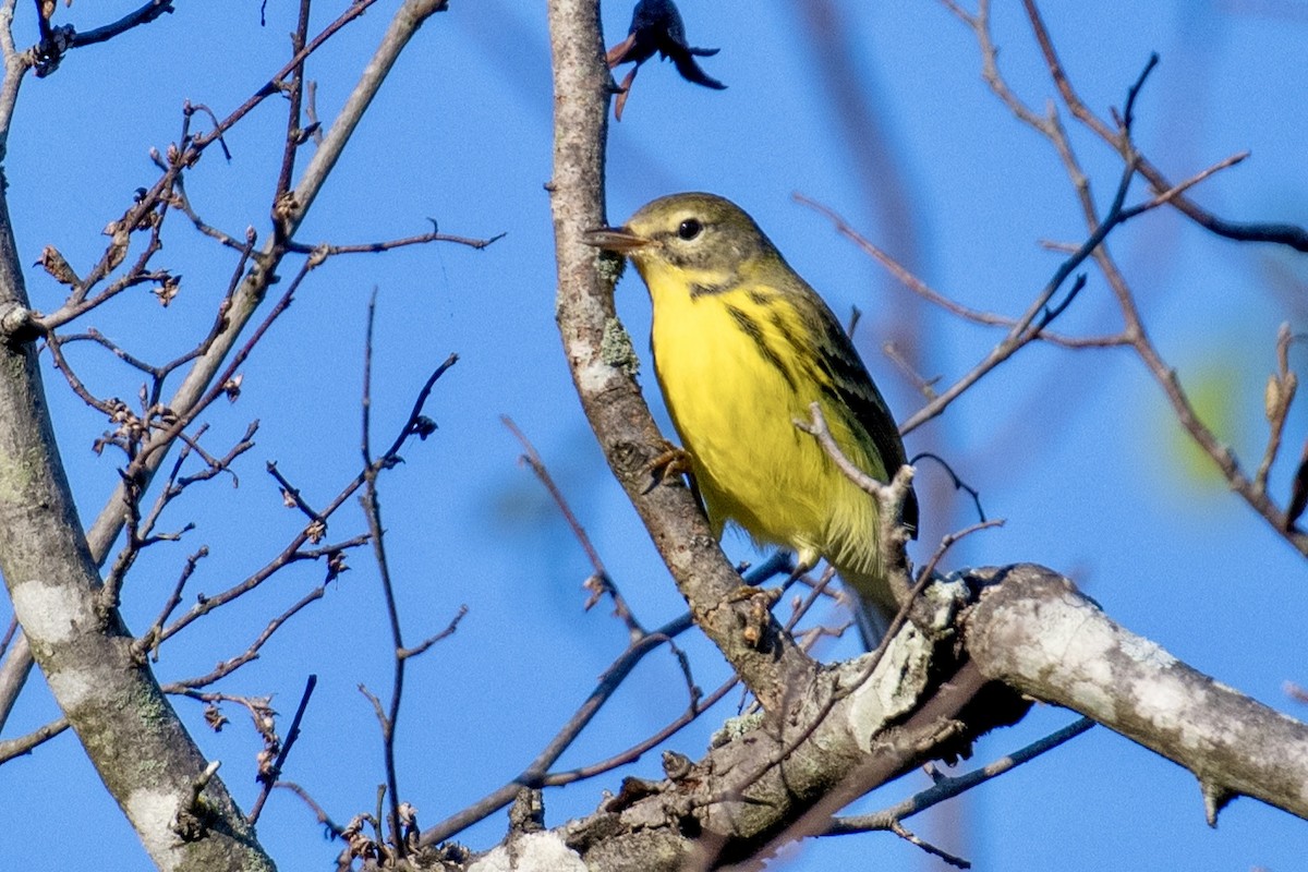 Prairie Warbler - ML641802931