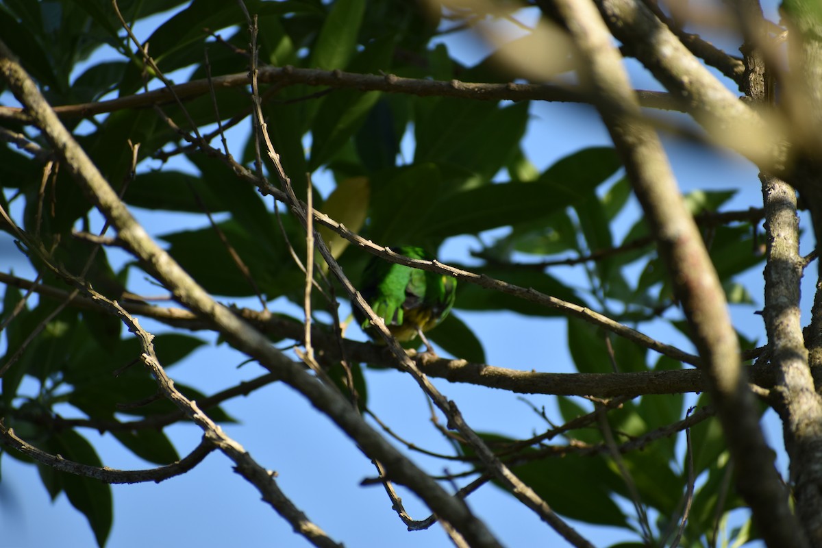 Golden-browed Chlorophonia - ML641802957