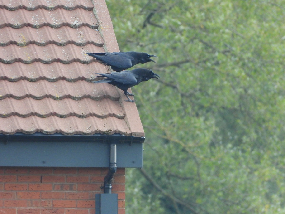 Common Raven - ML641802959