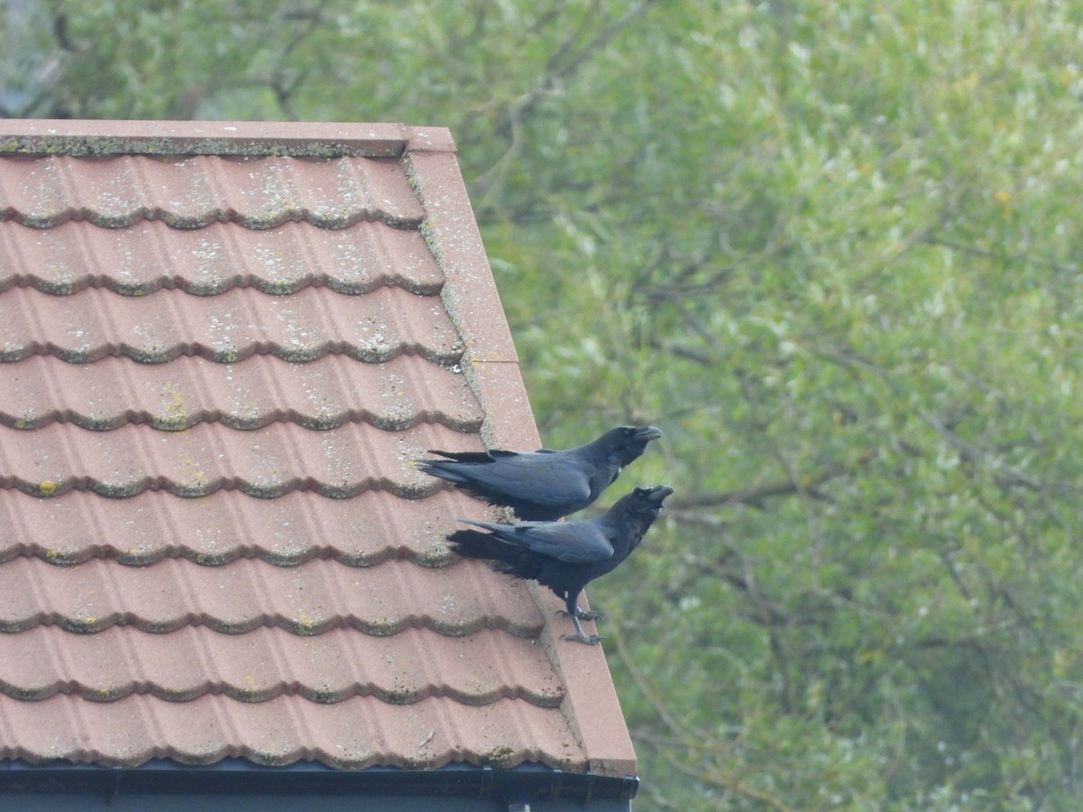 Common Raven - ML641802960