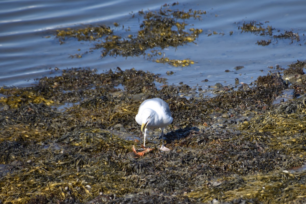 American Herring Gull - ML641802970