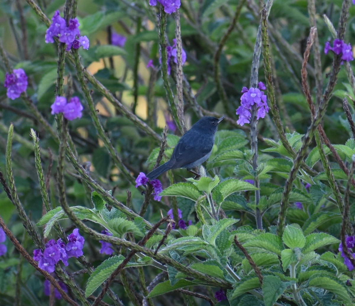 Slaty Flowerpiercer - ML641802978