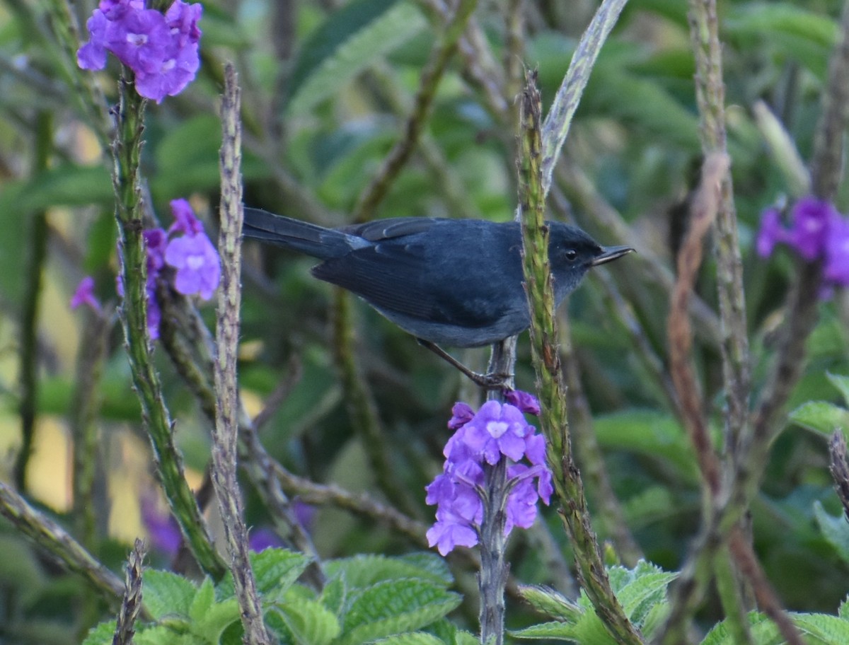 Slaty Flowerpiercer - ML641802979