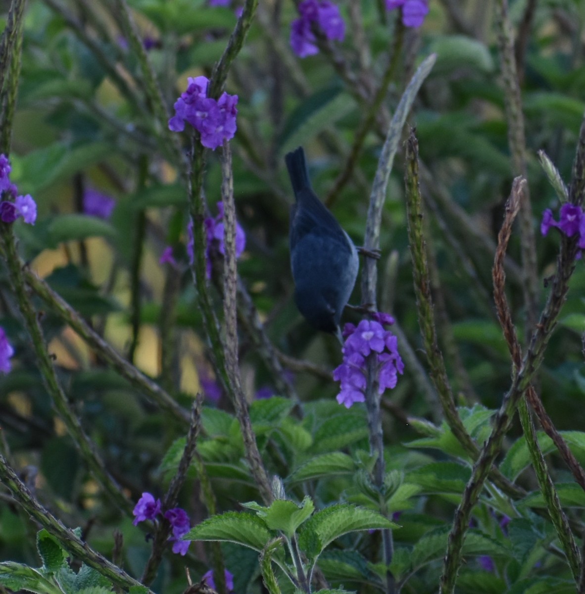 Slaty Flowerpiercer - ML641802980