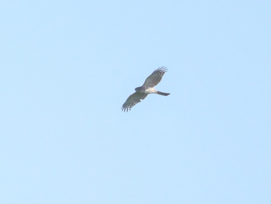 Sharp-shinned Hawk - Roger Horn