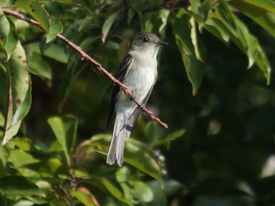 Eastern Wood-Pewee - Roger Horn