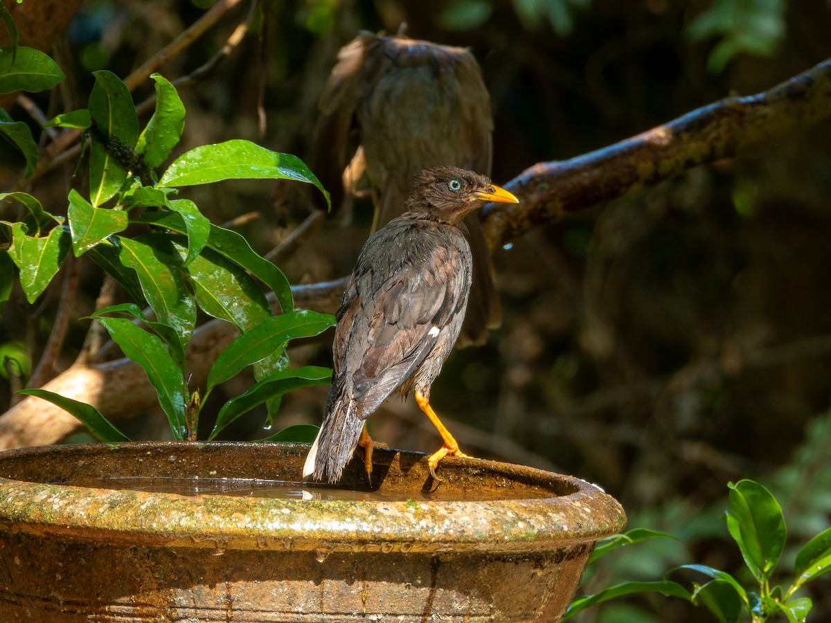 Jungle Myna - ML641802986