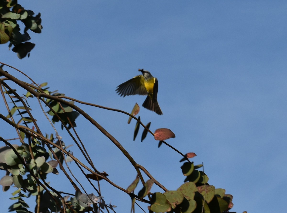 Bananaquit - ML641802997