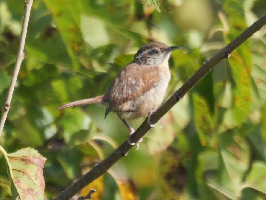 Carolina Wren (Northern) - Roger Horn