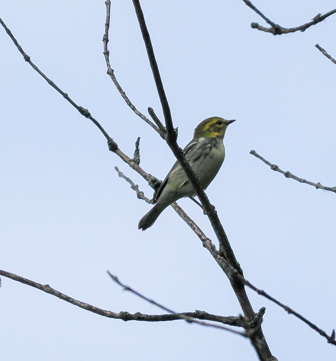 Black-throated Green Warbler - ML641803002
