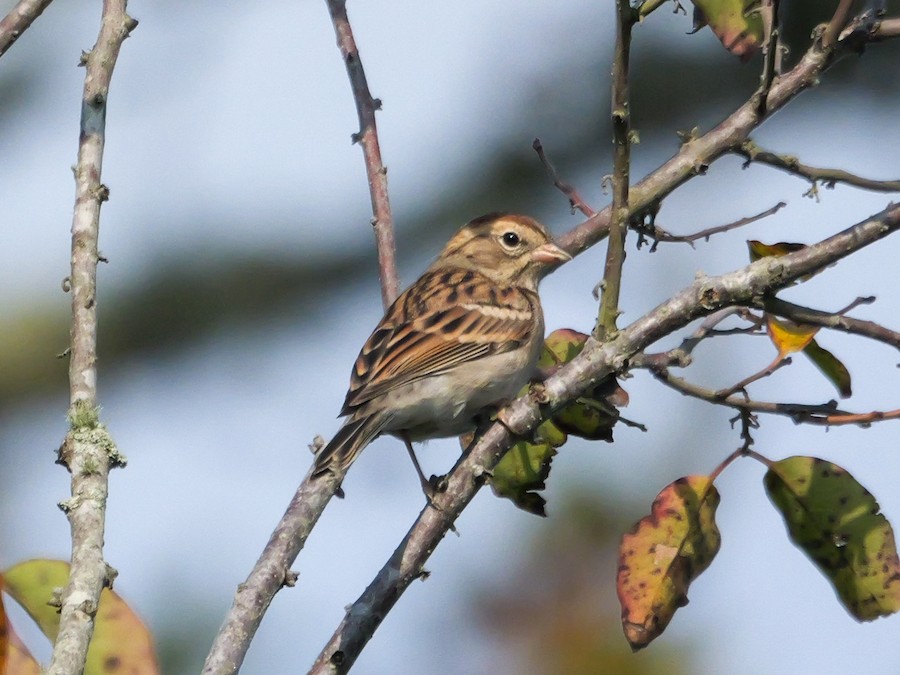 Chipping Sparrow - Roger Horn