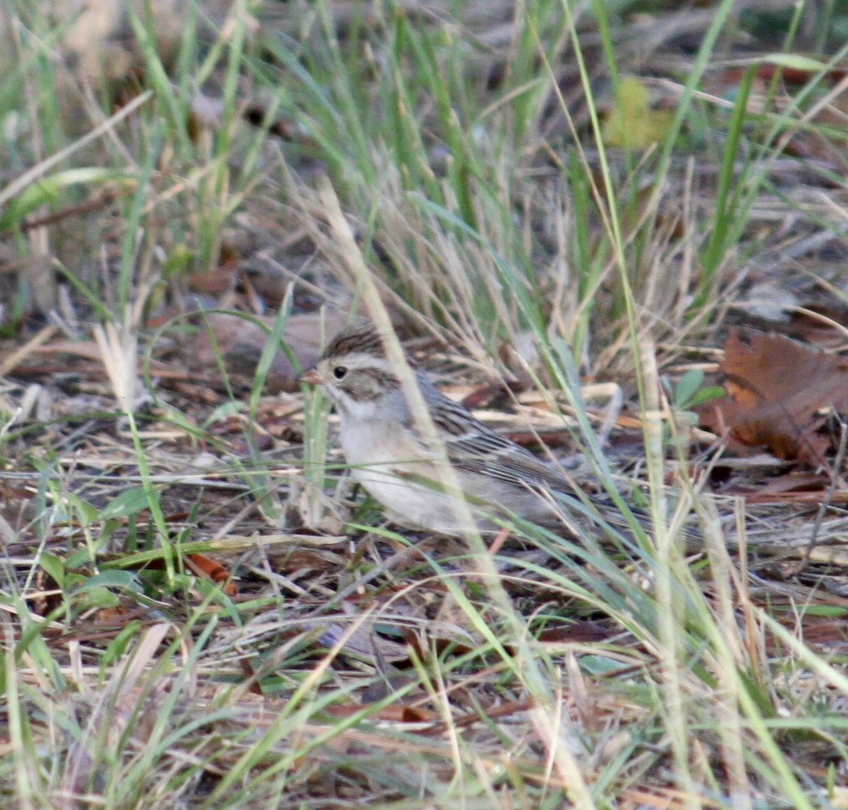 Clay-colored Sparrow - ML641803022