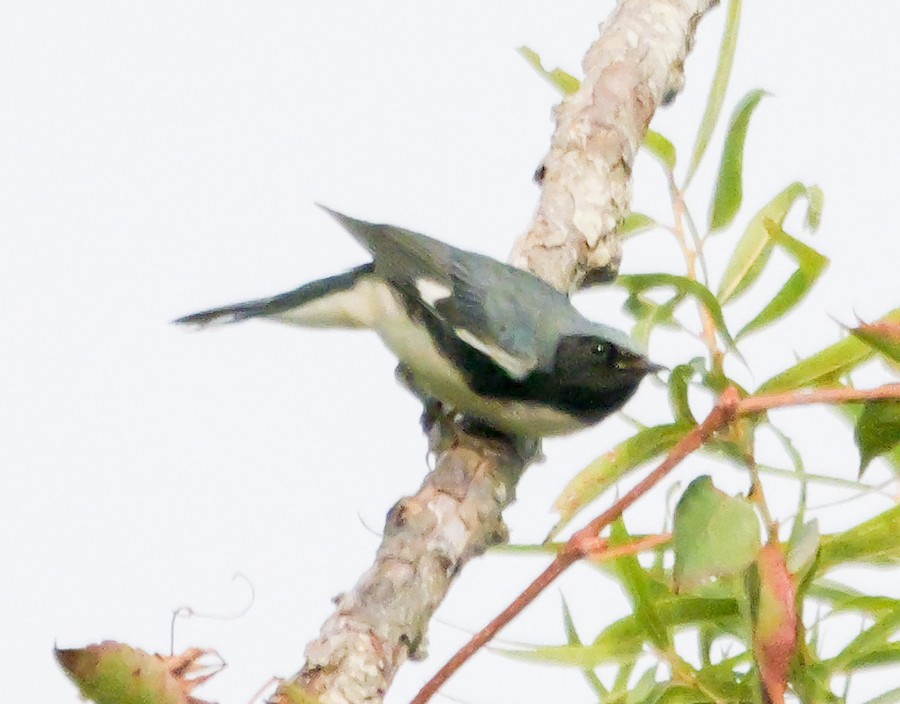 Black-throated Blue Warbler - Roger Horn