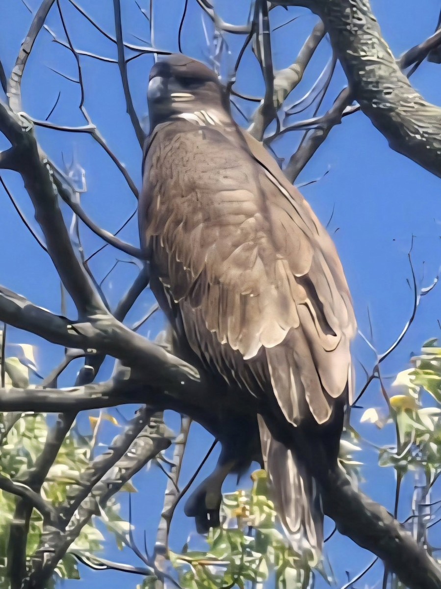 Golden Eagle - ML641803038