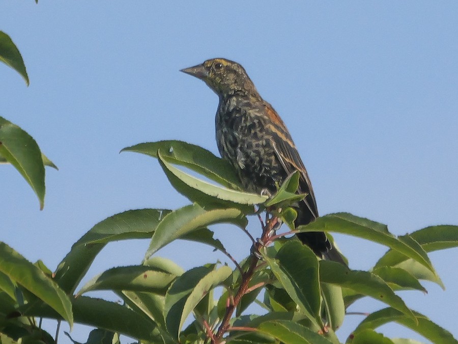 Red-winged Blackbird (Red-winged) - Roger Horn