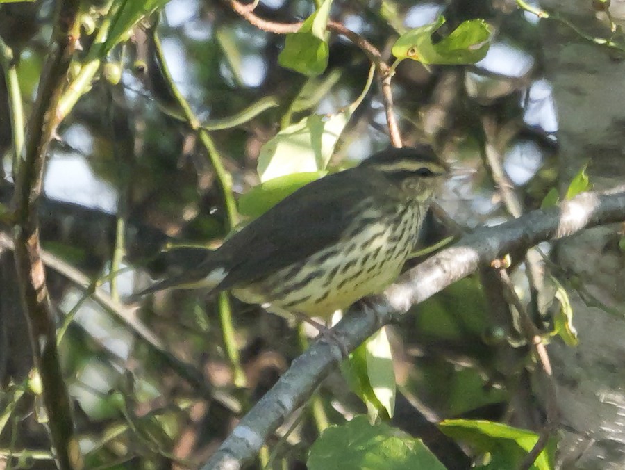 Northern Waterthrush - Roger Horn