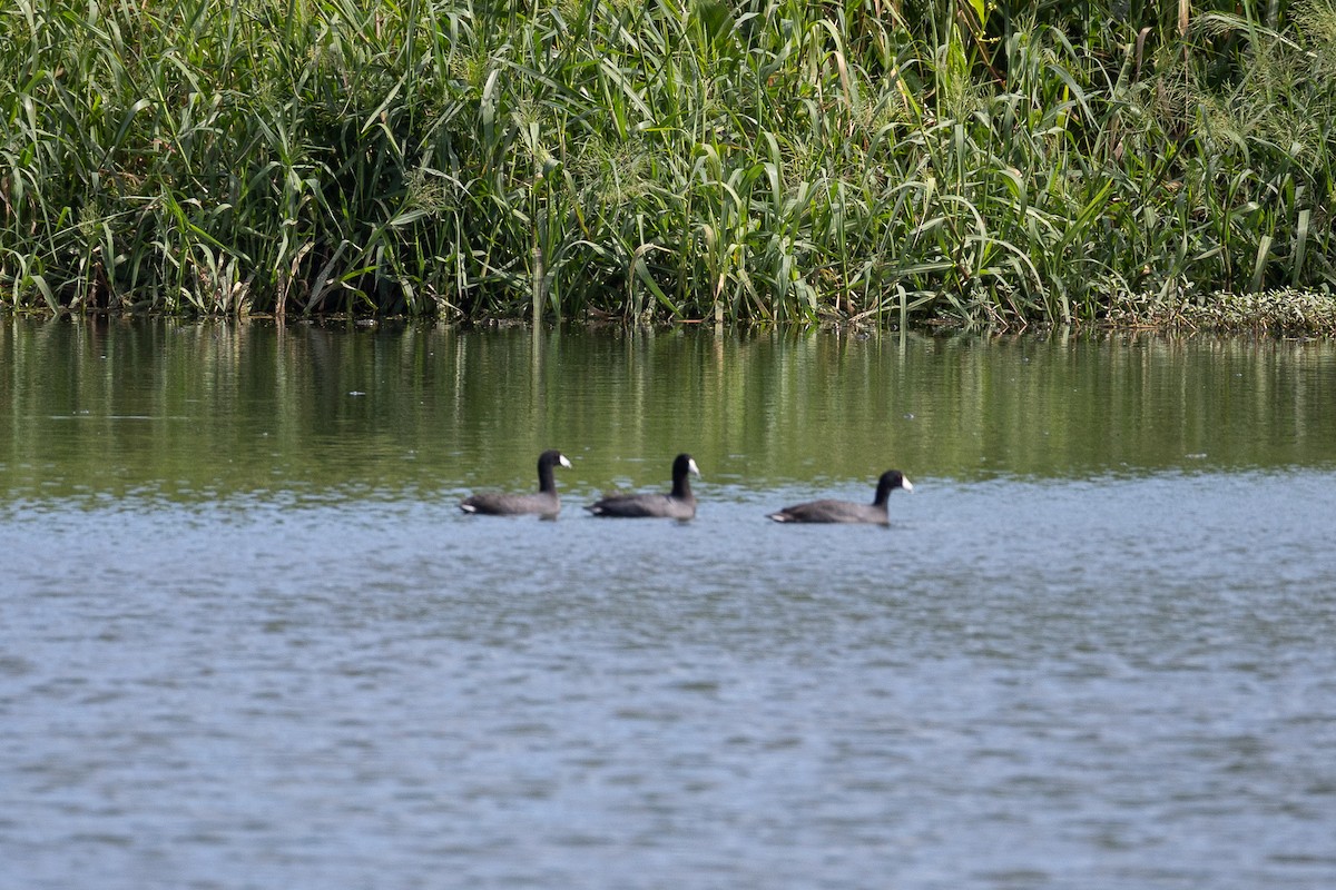 American Coot - ML641803107