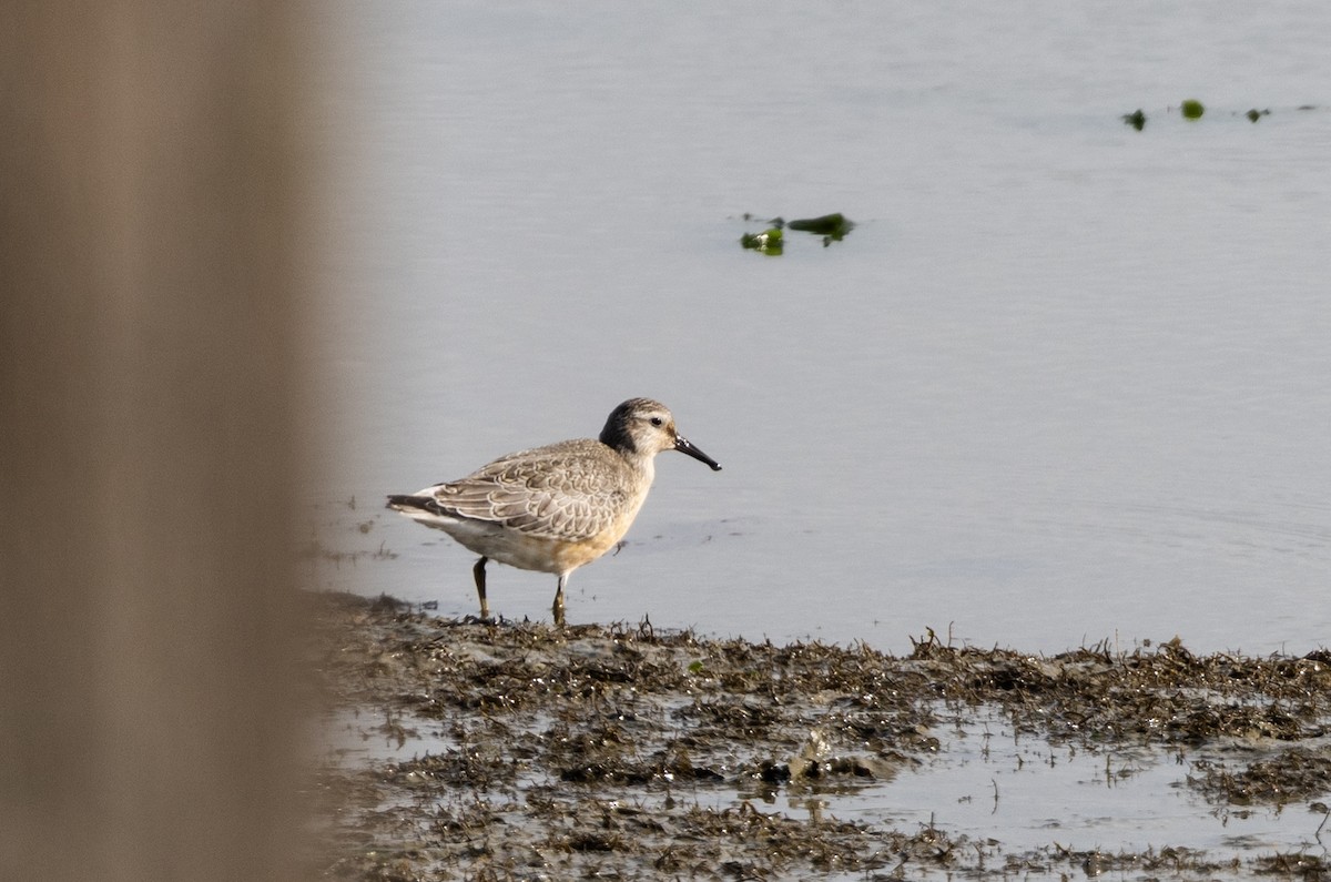 紅腹濱鷸 - ML641803131