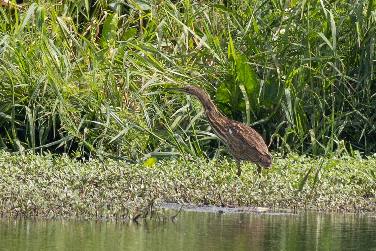 American Bittern - ML641803137