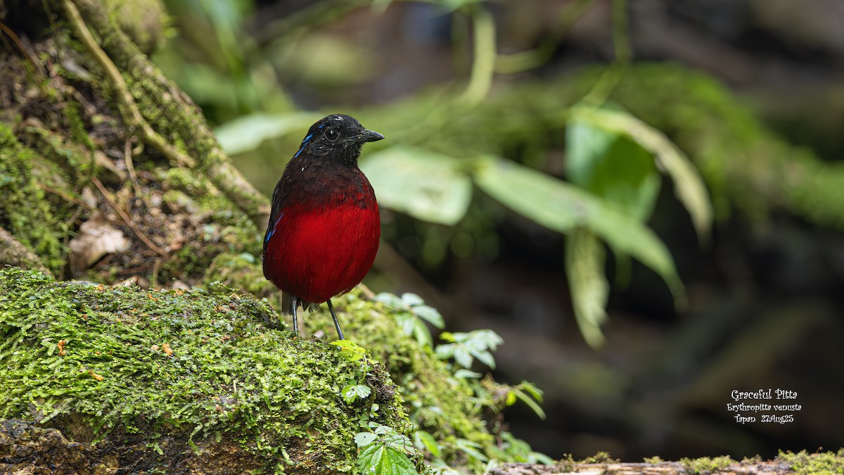 Graceful Pitta - ML641803160