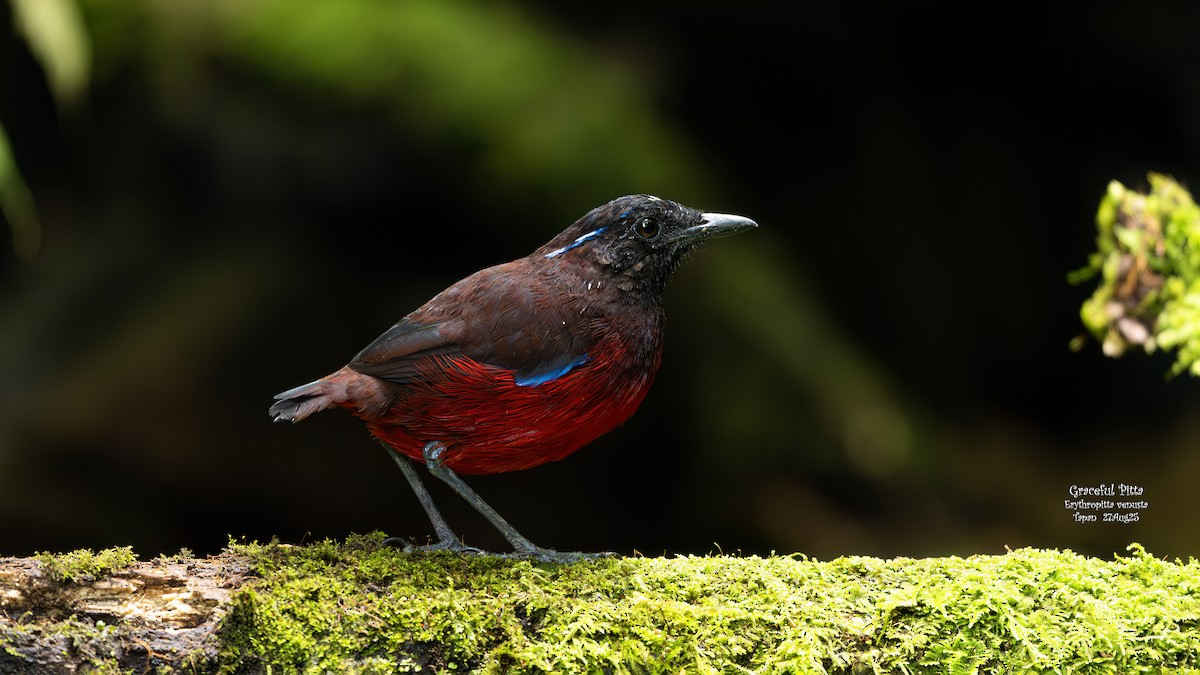 Graceful Pitta - ML641803161