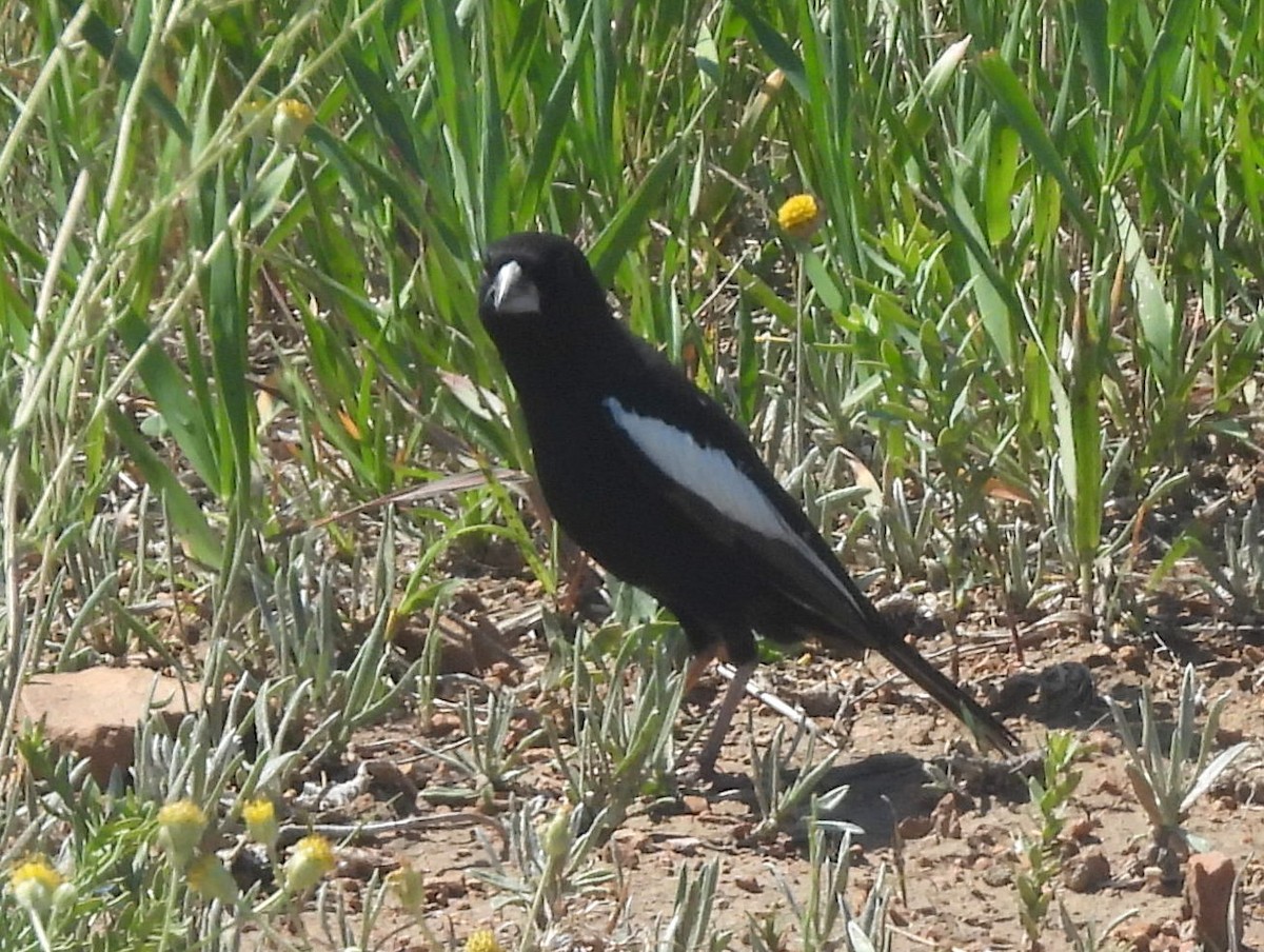 Lark Bunting - ML641803163