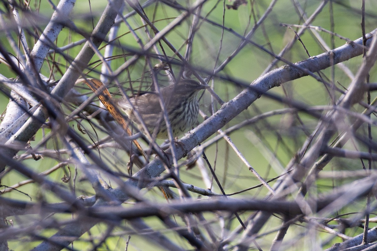 Northern Waterthrush - ML641803171