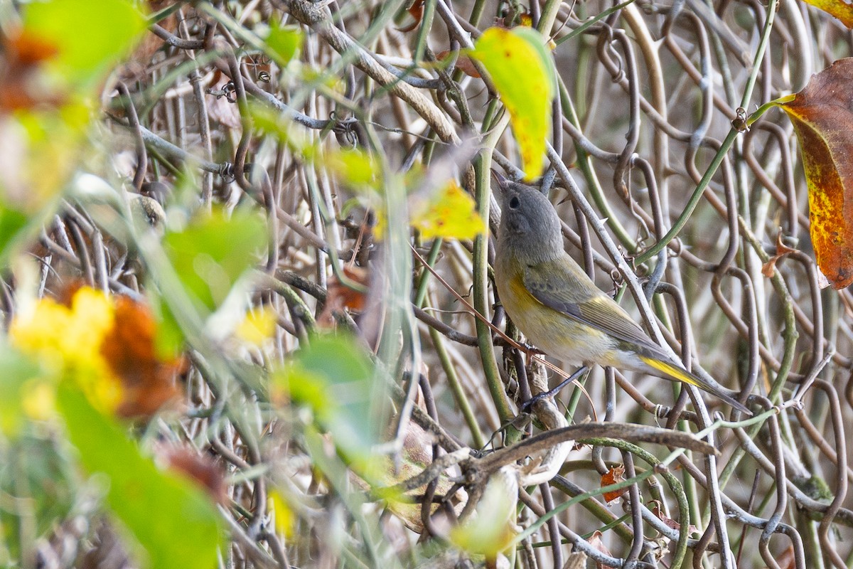 American Redstart - ML641803179